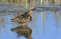 Long-billed Dowitcher